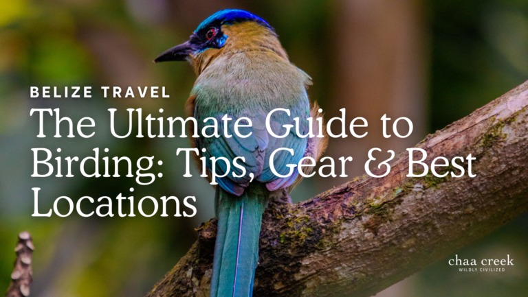 Belize Birding