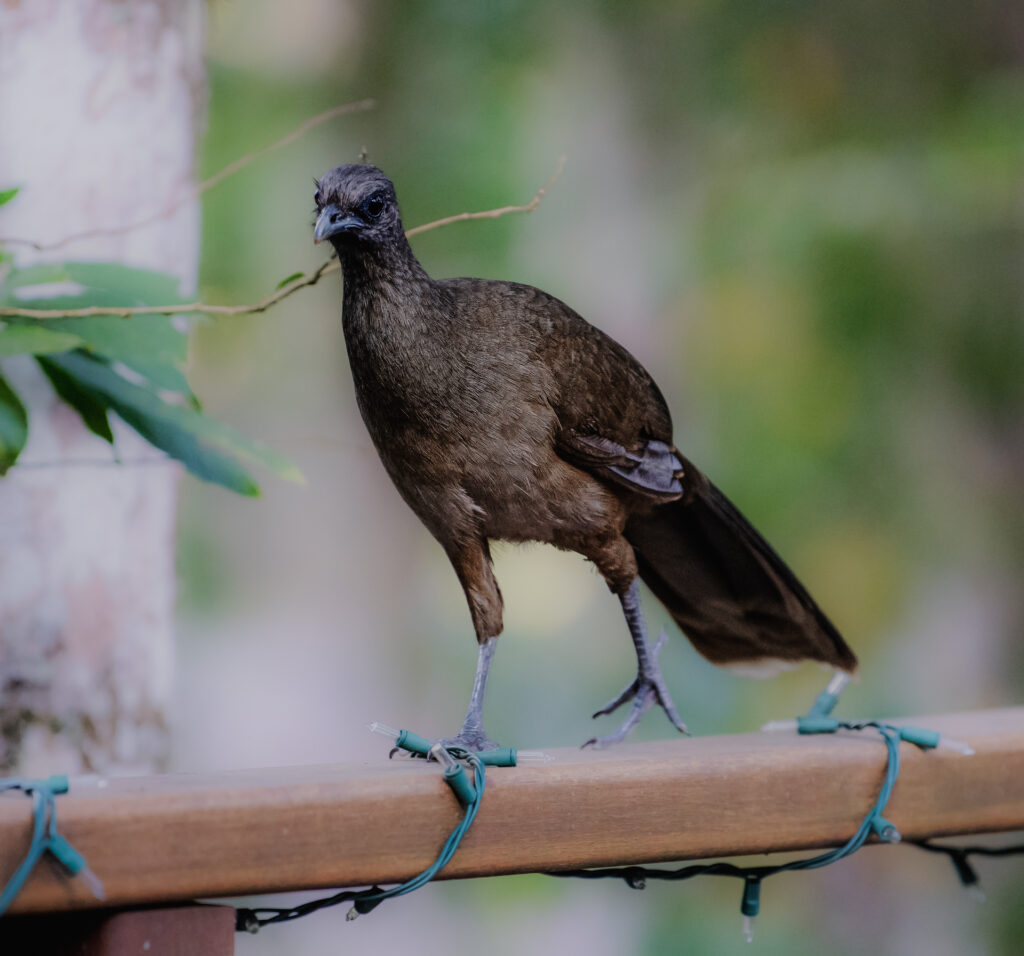 Chachalaca Belize 