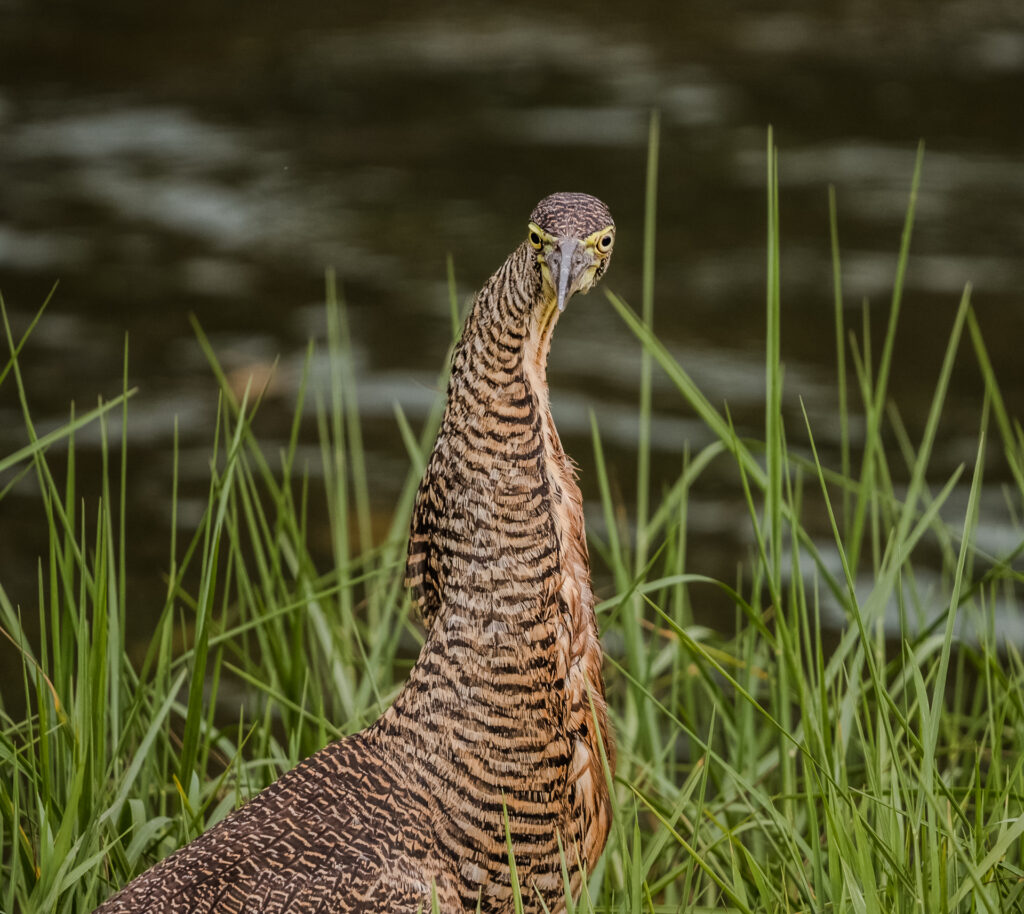 Tiger Heron Bird Belize 
