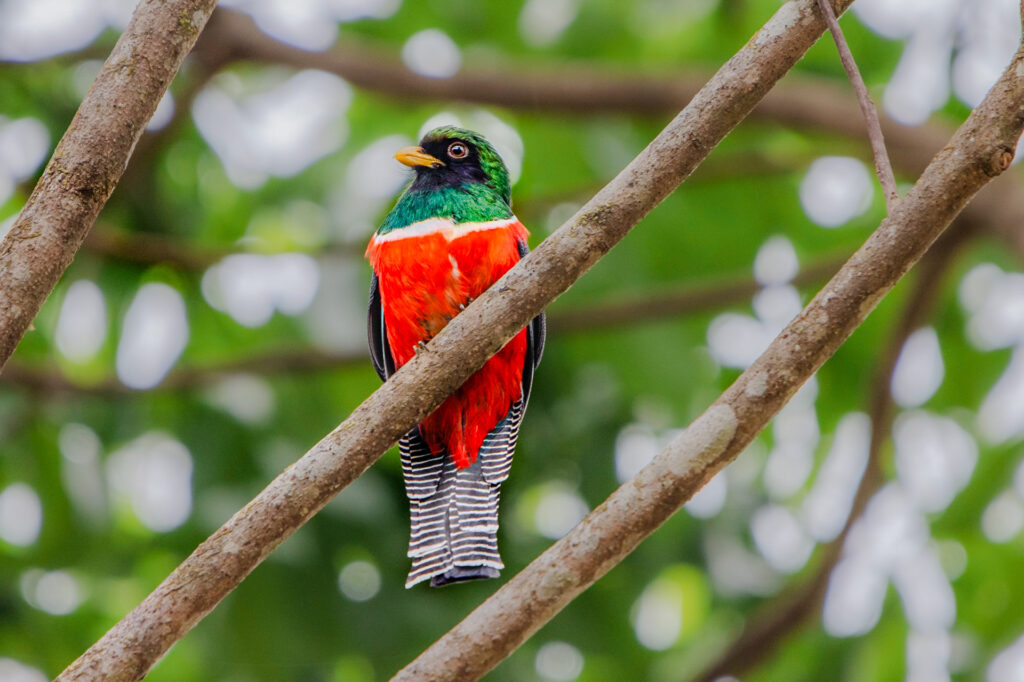 Torgon Belize 