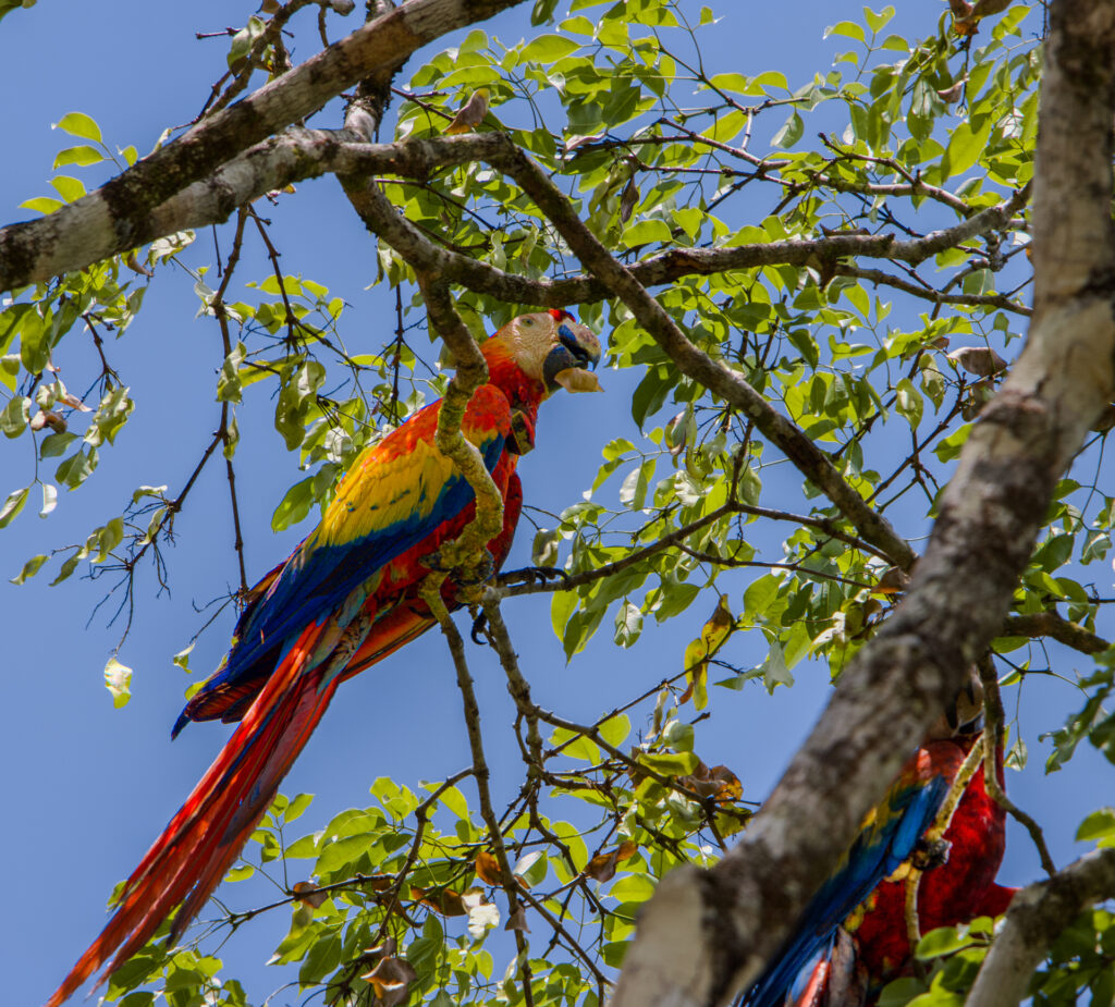 Belize Scarlet Macaw Birding in Belize 