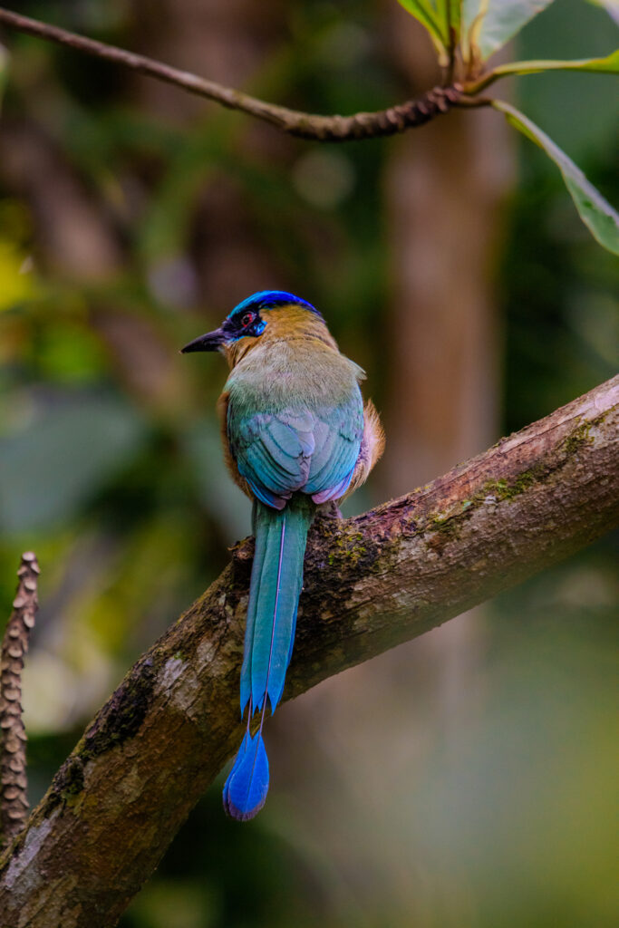 Belize Birding Package 