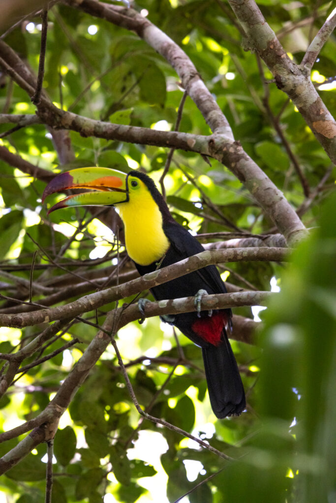 The Lodge at Chaa creek Keel Billed Toucan 