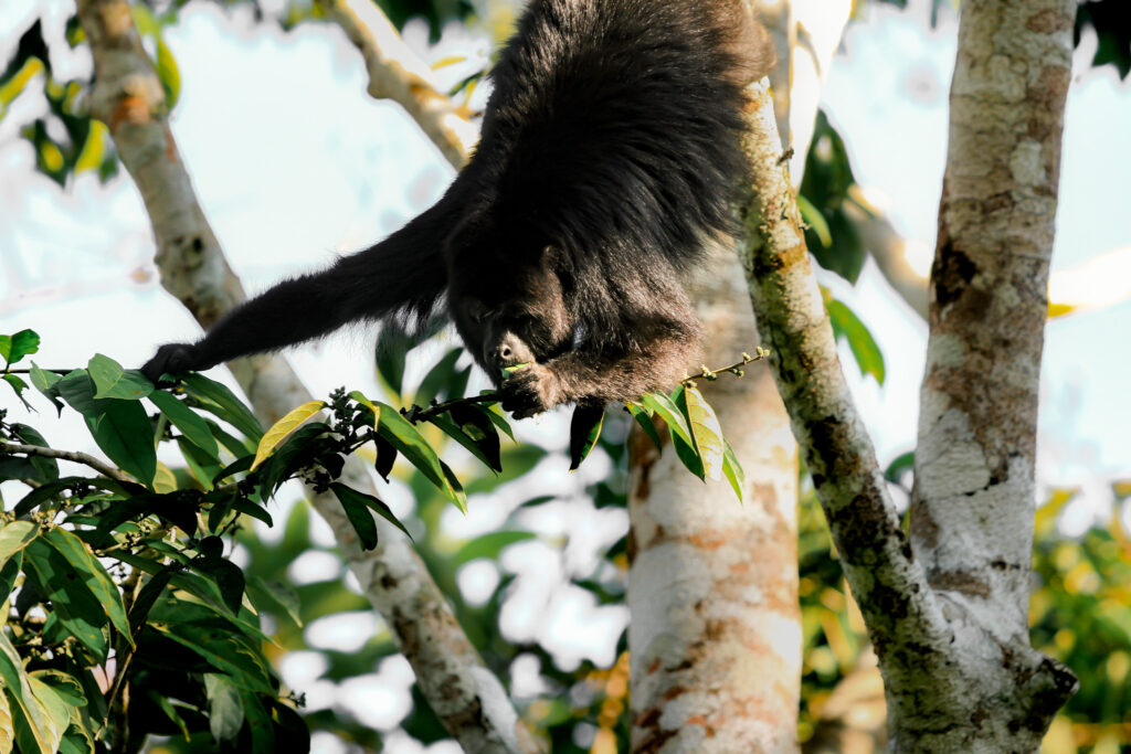 Chaa Creek Wildlife Howler Monkeys 