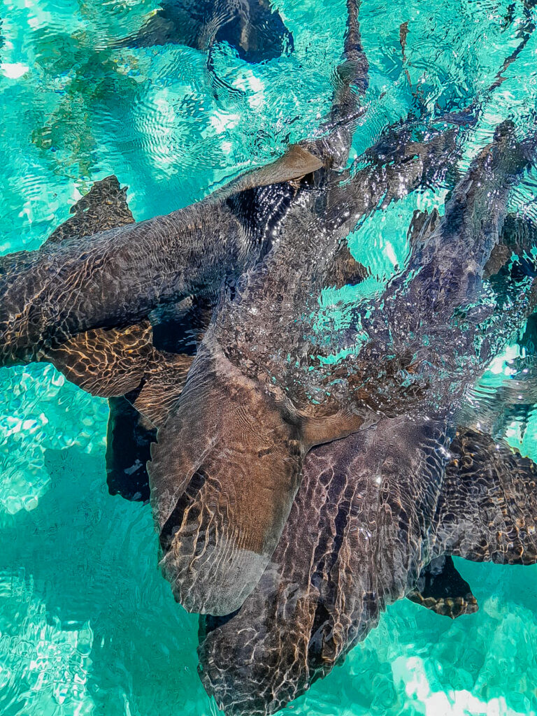 Belize beach Snorkeling Caye Caulker 