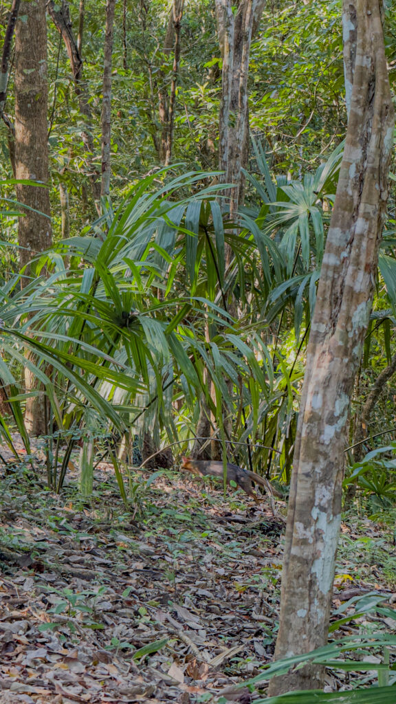 Spotting wildlife at The Lodge at Chaa Creek in Belize 