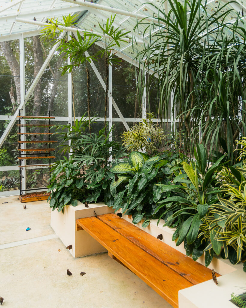 The lodge at Chaa Creek Butterfly Farm 