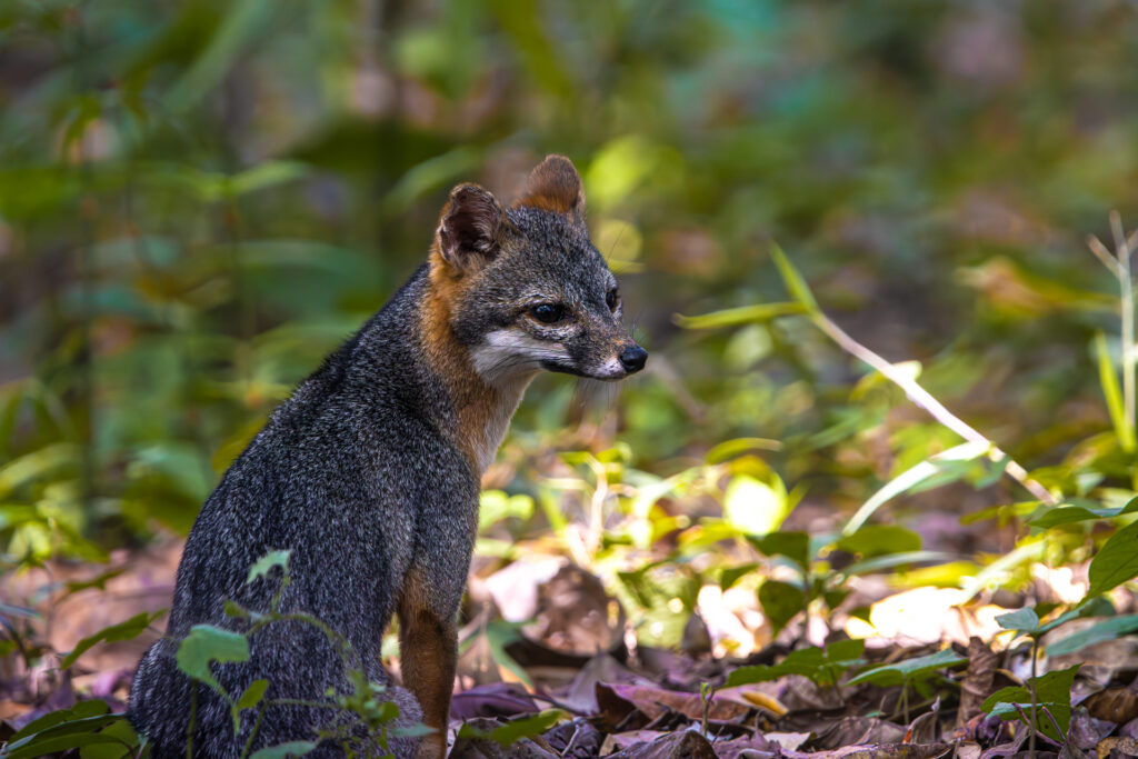 Wildlife at the lodge at Chaa Creek Belize 