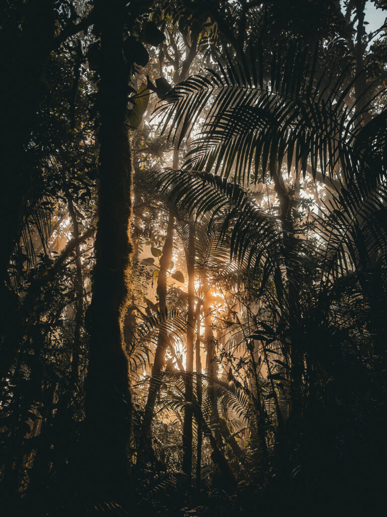 Forest Bathing Belize 