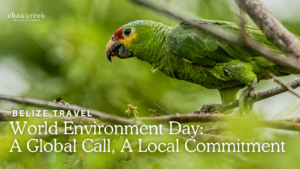 Parrots in Belize