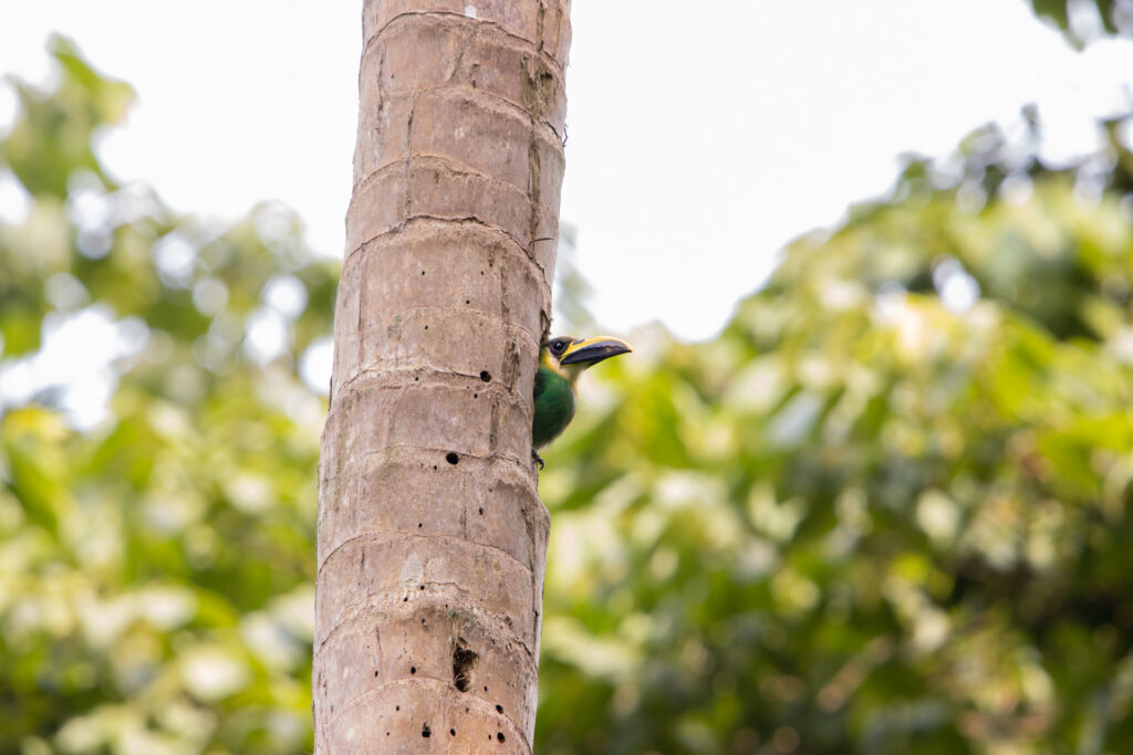 Birding in Belize Conservation and Sustainability 