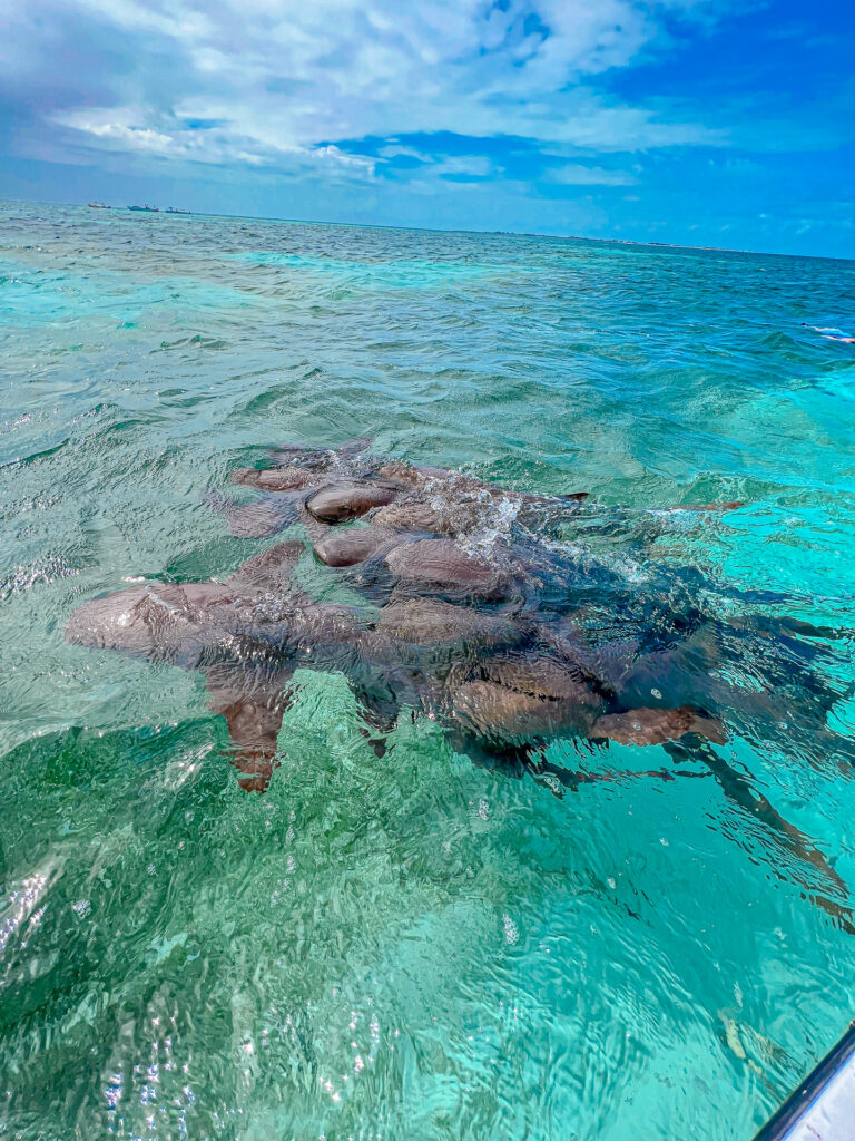 Shark Ray Belize Things to do
