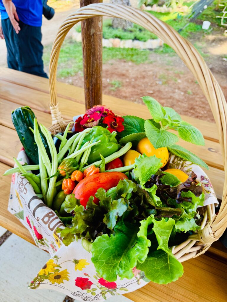 Farm to table Belize Organic Farming 