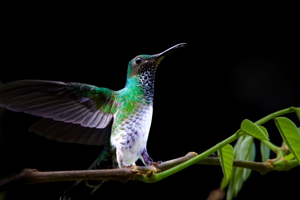 Birding in Belize 