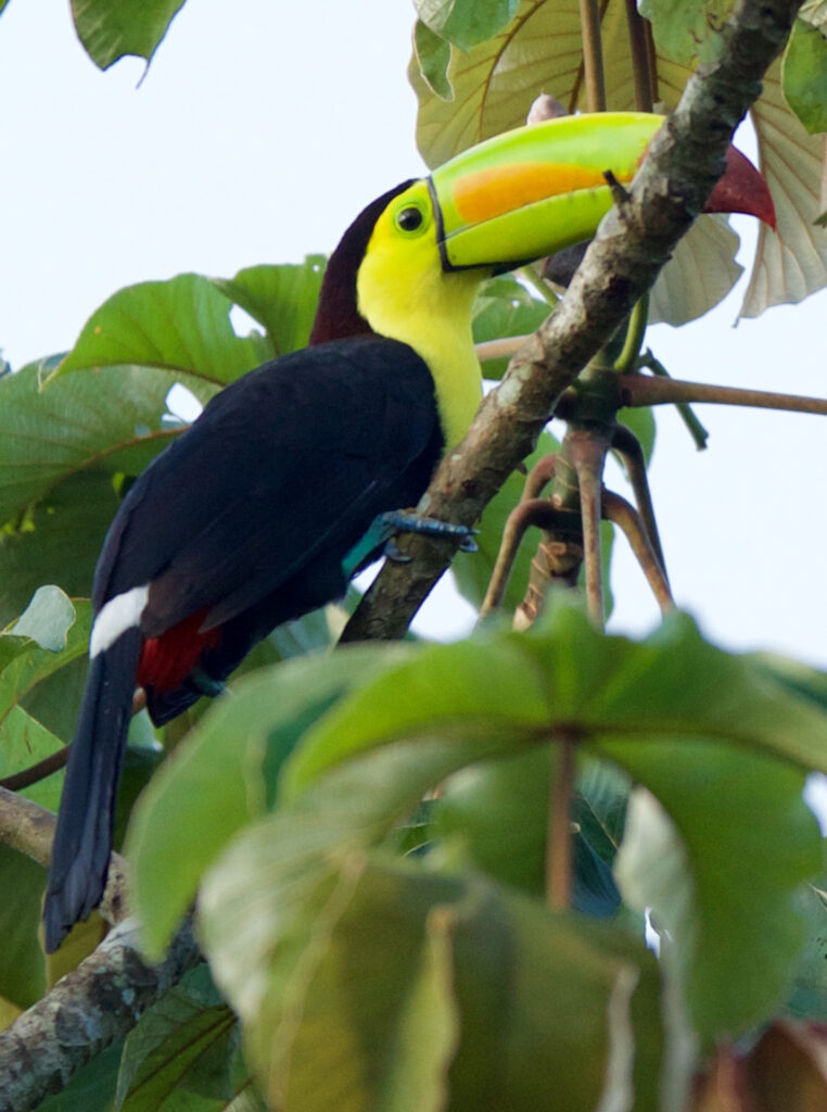 Keel Billed Toucan Belize 