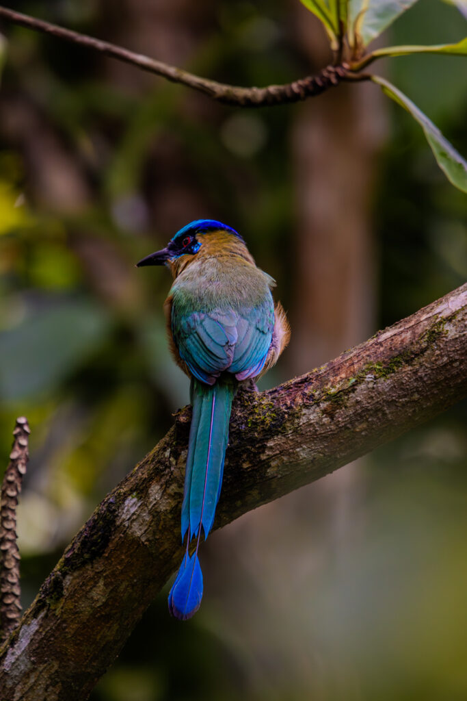 Belize Birds
