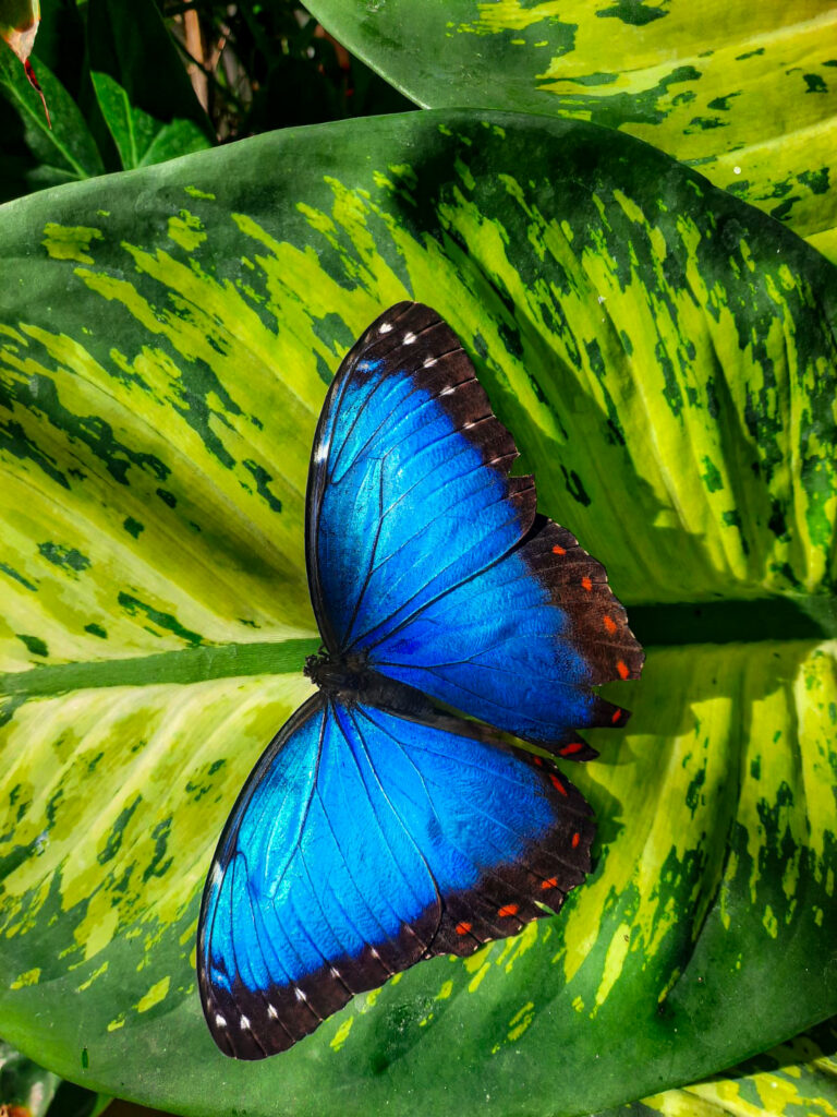 Butterfly Farm The lodge at Chaa Creek
