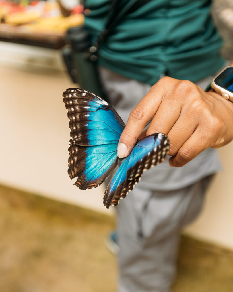 Butterfly Farm at Chaa Creek Belize