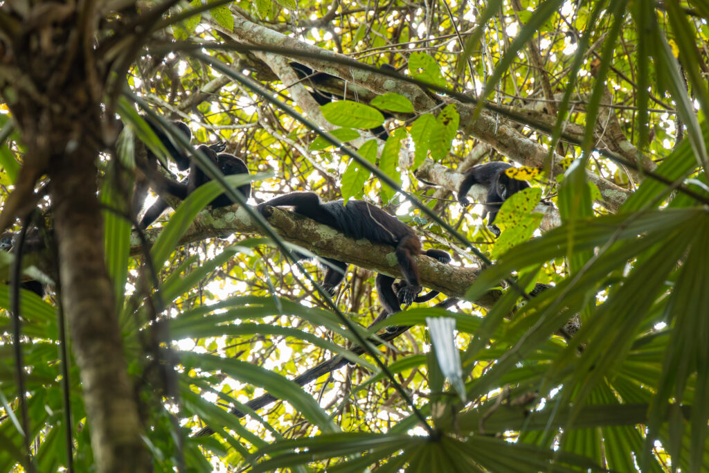 500 acres of nature reserve the lodge at Chaa Creek monkeys