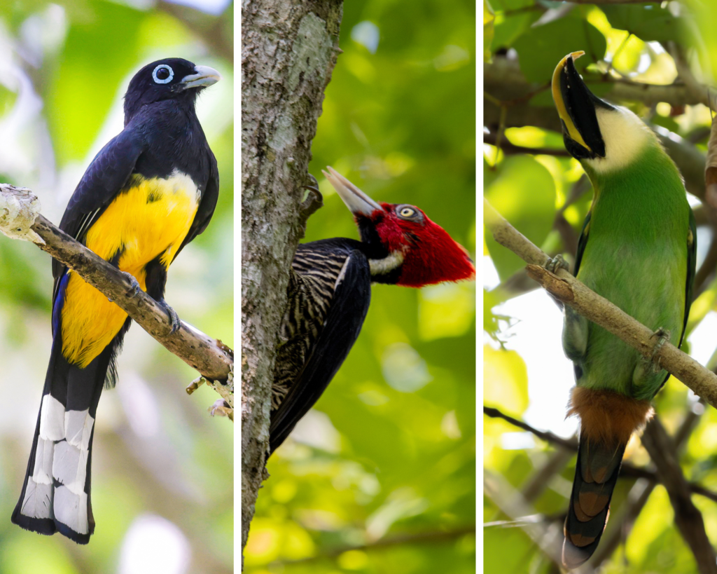 birds
