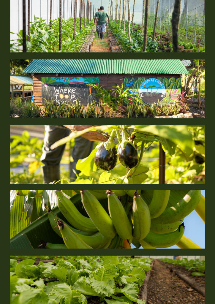 Farm to table Chaa Creek Belize