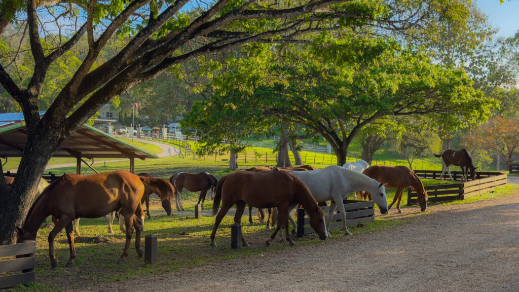 The Lodge at Chaa Creek Belize horseback riding