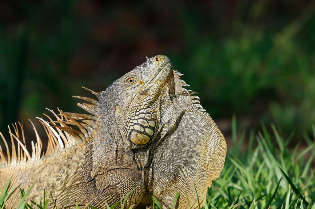 huge iguana
