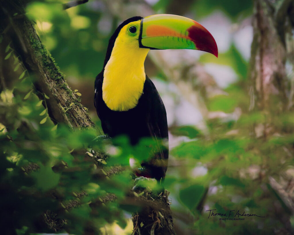 keel billed toucan at