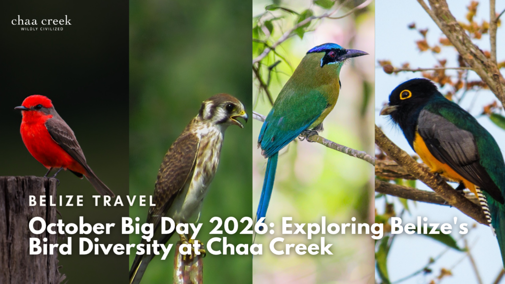 belize birding October Big Day
