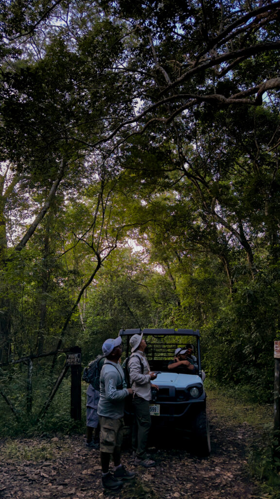 Belize Birding 