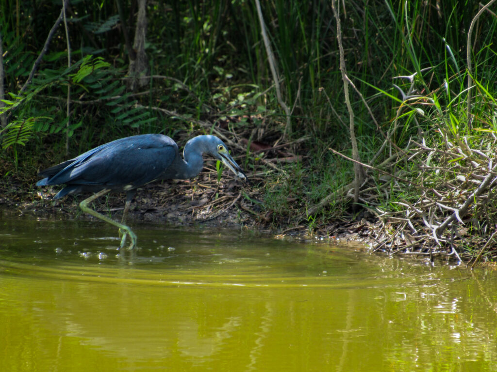 Belize Birds 